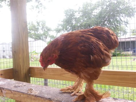 Feather Footed Gold Sex Link | BackYard Chickens - Learn How to Raise