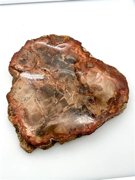 Petrified Wood Slab – Otto Creek Rock and Gem