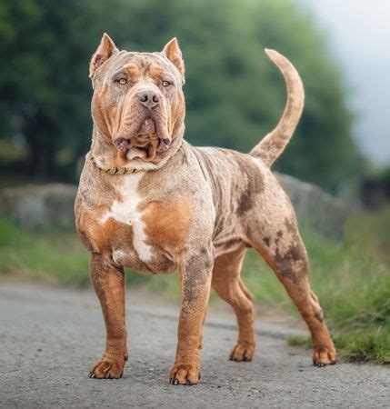american bully controversy dangers lifespan size temperament