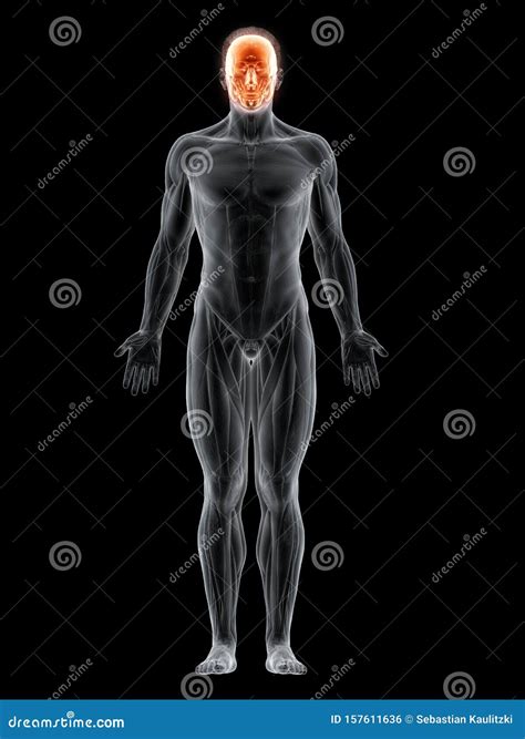 Die Gesichtsmuskeln stock abbildung. Illustration von anatomie - 157611636