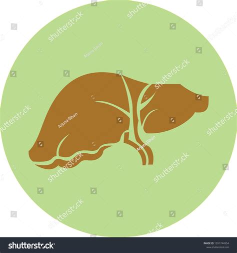 clip art liver 9