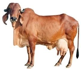Gir Cow or Gai Breed - Price, Benefits of Milk & Ghee - Farming.