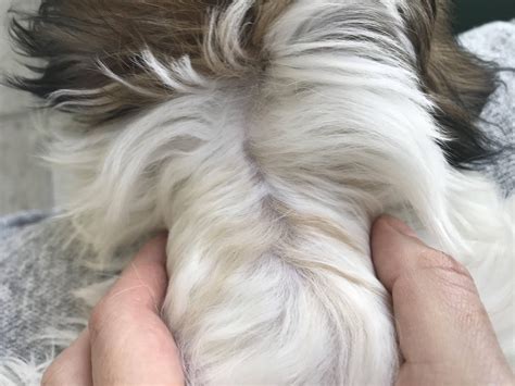 Havanese with spots? : r/Havanese