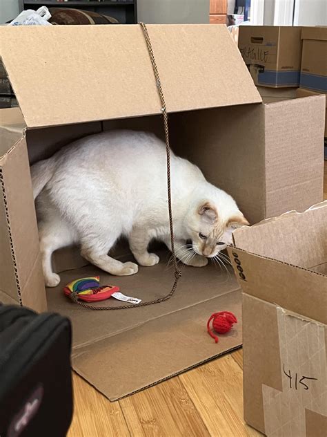 The trap is perfectly cat sized. If only we had a second one! : r ...