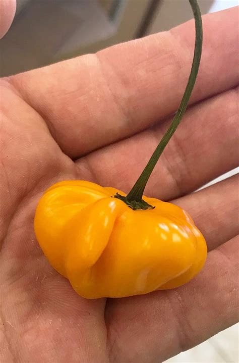 Aji Brazilian Starfish Orange Hot Pepper Premium Seed Packet - Etsy
