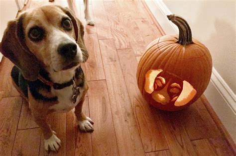 Dog Face Pumpkin