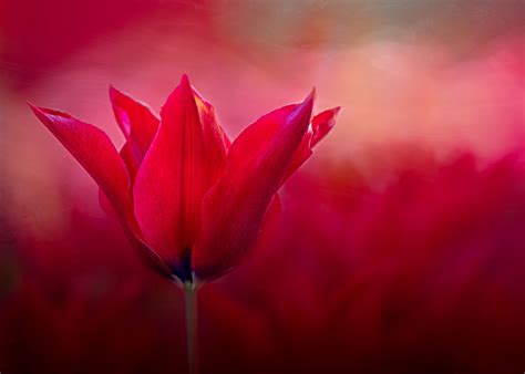 Skagit & PNW (Tulips & Spring Flowers) | luvblooms