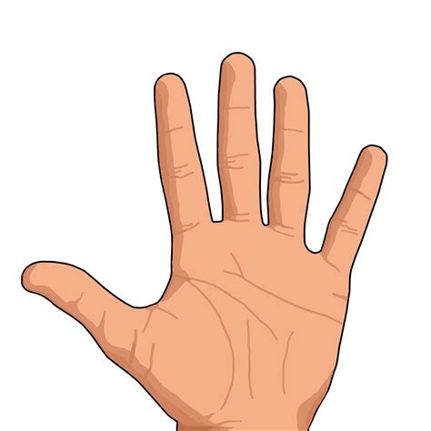 Human Hand And Arm