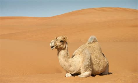 camel toe camel images pixabay