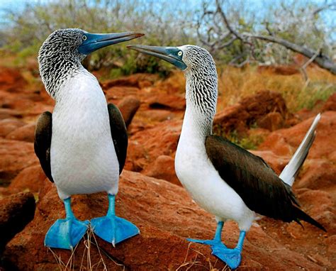 blue footed booby wallpapers animal hq blue footed booby pictures
