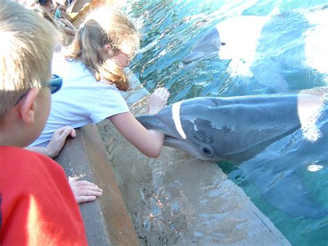 National Aquarium in Baltimore might Release Dolphins into Sanctuary - Their Turn