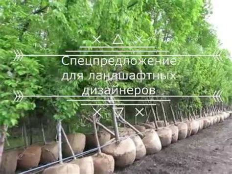 Плодовые деревья-крупномеры с посадкой. Взрослые деревья для сада ...