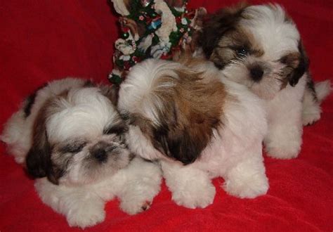 Peking Shih Tzu