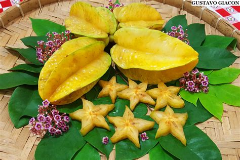 Viveiro Ciprest - Plantas Nativas e Exóticas: Carambola ( Averrhoa ...