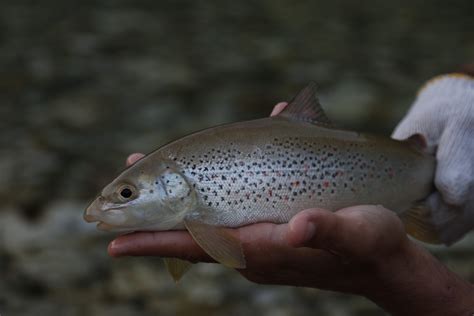 Softmouth Trout of the Balkans - Fly Fishing - The Wading List