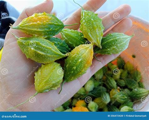 pare fruit stock photo image  food leaf flower