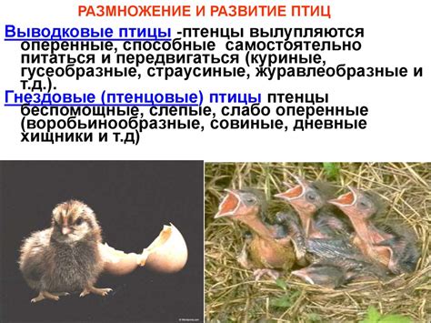 Хордовые животные - online presentation