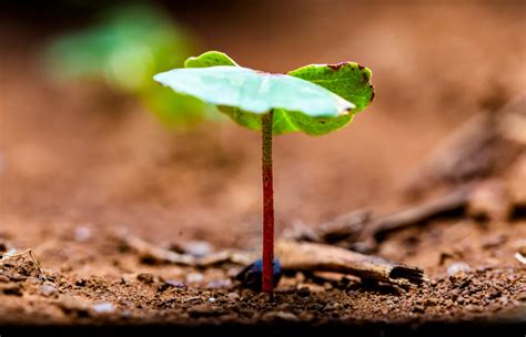 cotton industry leaders launch unified approach  sustainability metrics