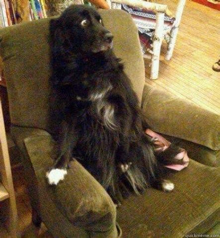 terrified dog Blank Template - Imgflip