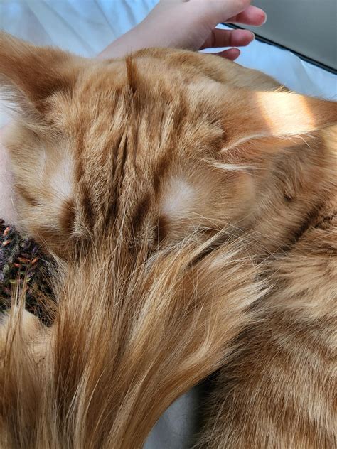 Have you ever seen a cat with a cowlick? : r/cats
