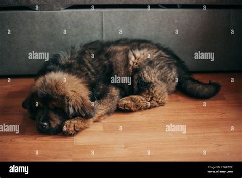 red tibetan mastiff puppy   home stock photo alamy