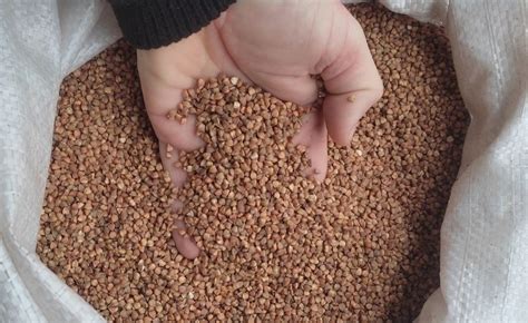Гречка. Гречана крупа. Від 10 кг: 450 грн. - Продукты питания / напитки ...