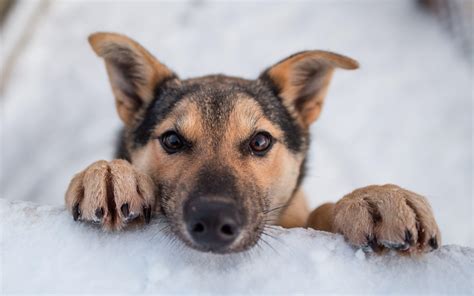 Cute Winter Dog Wallpapers - Top Free Cute Winter Dog Backgrounds