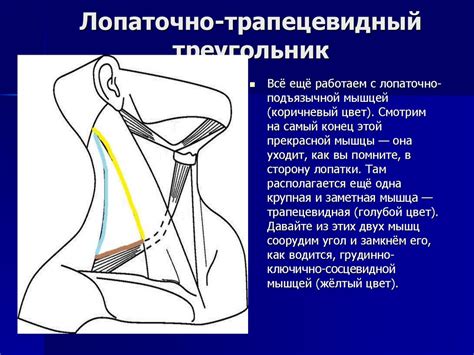 Топографическая анатомия шеи - презентация онлайн