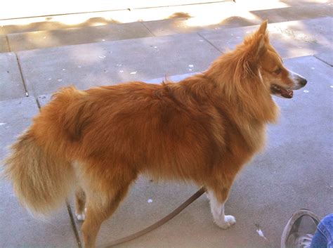 Sheltie Pomeranian Mix