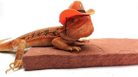 Carolina Designer Dragons Bearded Dragon Cowboy Hat, Orange - Carolina ...