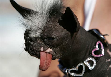 Apply For The 2023 “World's Ugliest Dog” Competition Now! 🐾 | iHeart