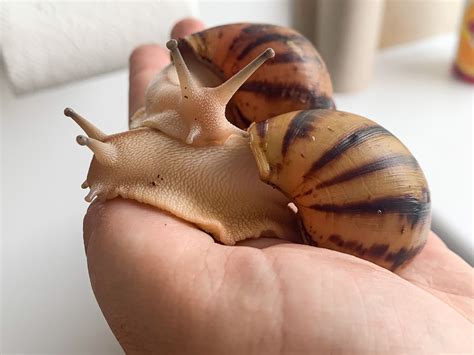 Giant african land snails archachatina marginata suturalis nigeria