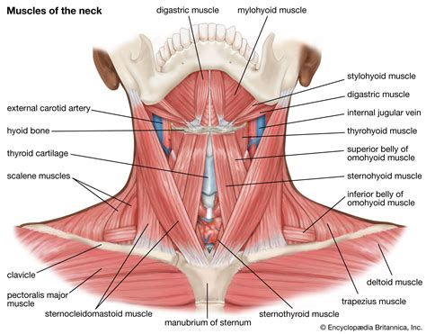 Muscle | Systems, Types, Tissue, & Facts | Britannica