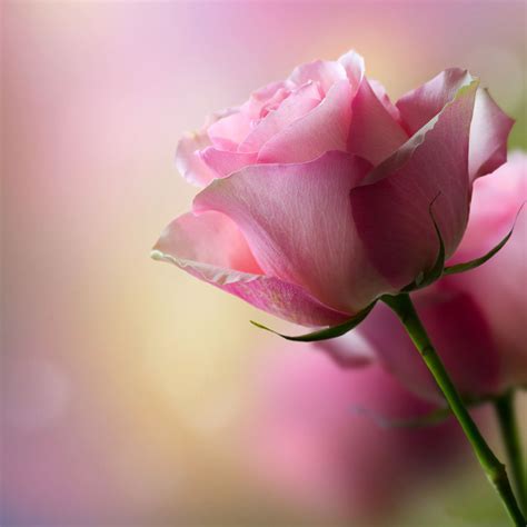 Pink Rose Flowers Hd Images - Infoupdate.org