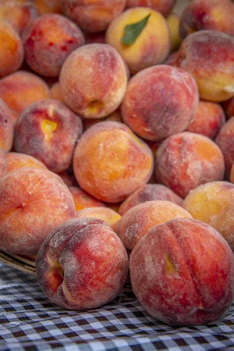 Ripe Peaches Free Stock Photo - Public Domain Pictures