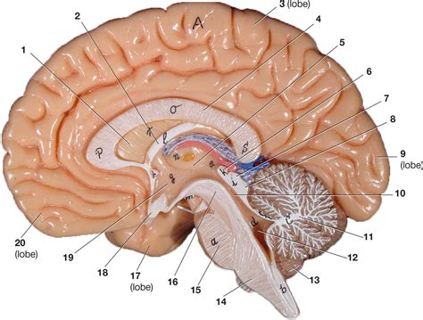brain labeling  diagram quizlet