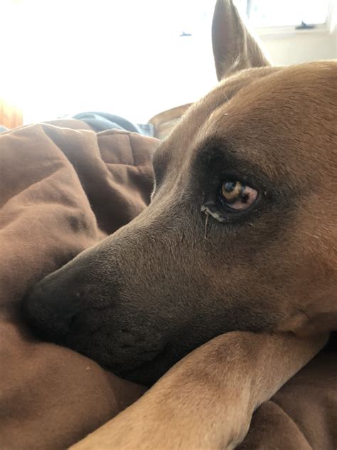 Goopy eyes and brown spots on sclera - Pannus? | German Shepherds Forum