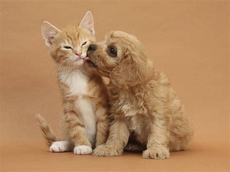 Baby Cats And Dogs Wallpapers - Wallpaper Cave
