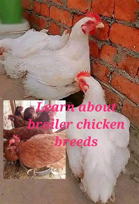 learn  broiler chicken breeds artofit