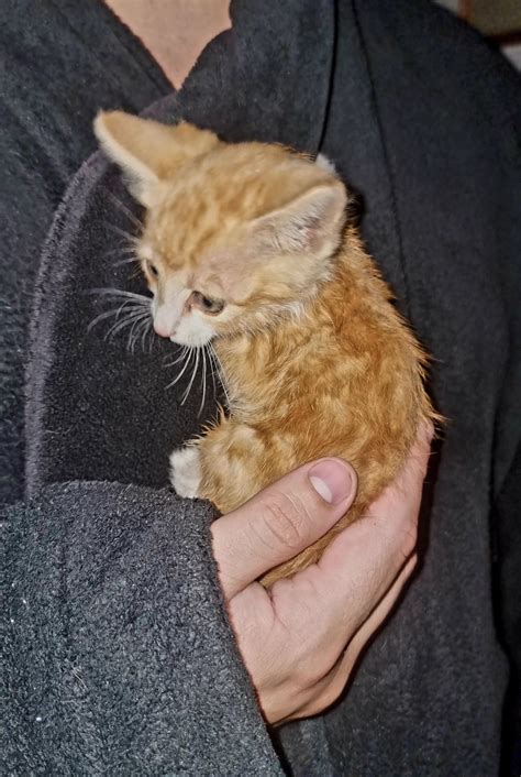 Stray kitten : r/gingerpussy