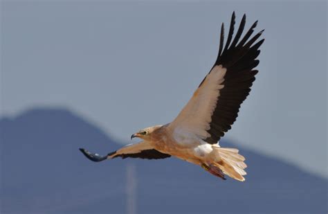 The Egyptian vulture - Life Egyptian Vulture