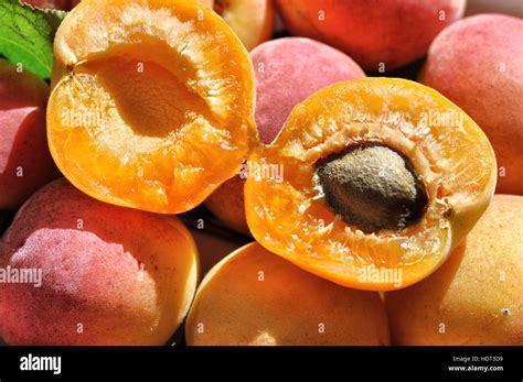 ripe apricot fruit   res stock photography  images alamy