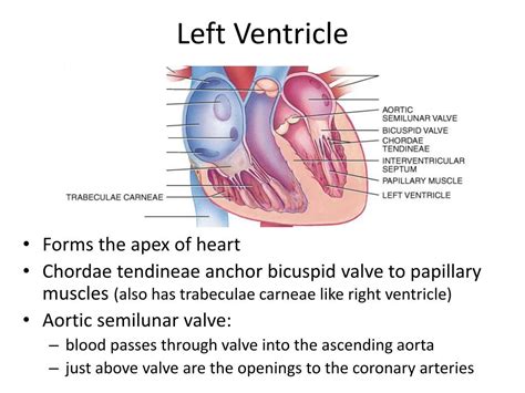 PPT - The Cardiovascular System: The Heart PowerPoint Presentation ...