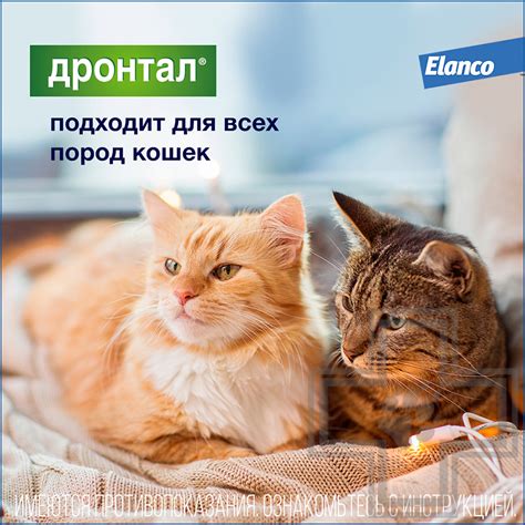 Купить ДРОНТАЛ Таблетки от гельминтов для кошек (цена за 1 таблетку ...
