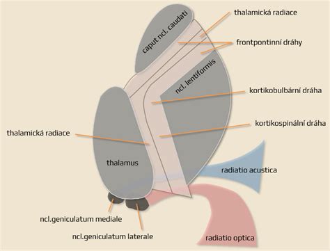 syndrom capsula interna cerebrovaskularni manual