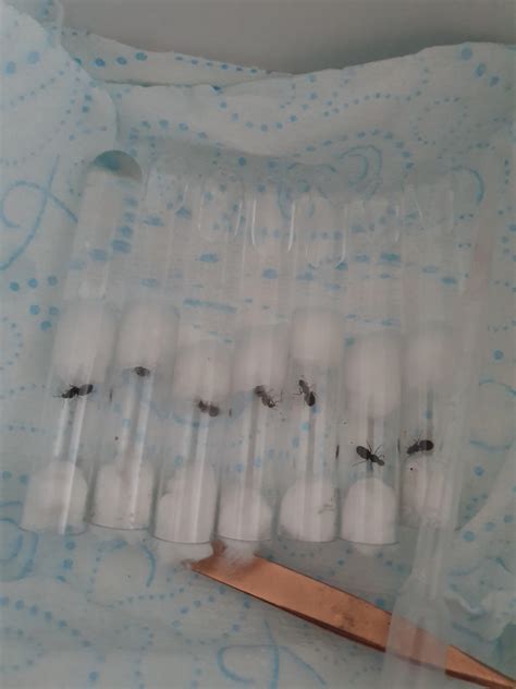 7 Lasius niger in today's flights! Fingers crossed they're all mated