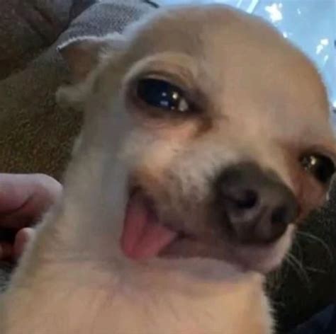 Pin de REPTAR MEXICANO en videos | Memes perros, Mascotas memes ...