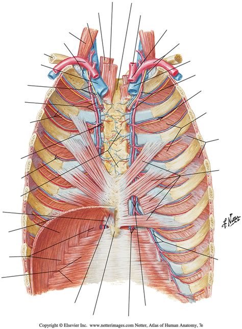 thorax anatomy flashcards  samantha atherton blog