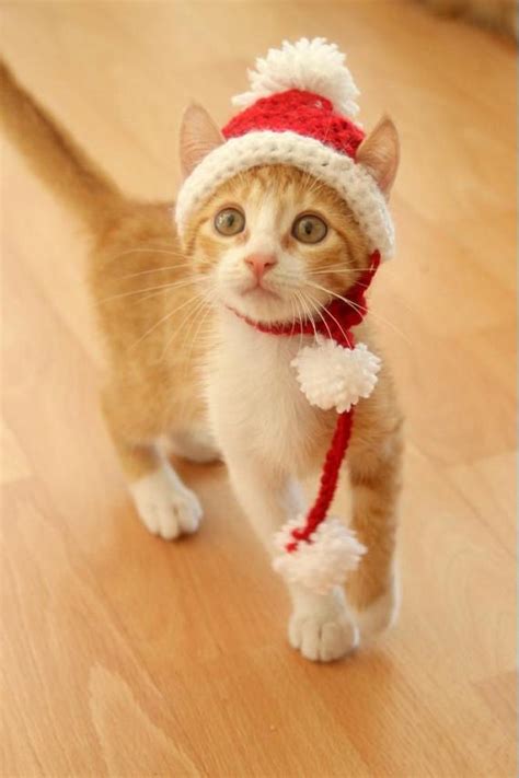 Santa Hat for Cats, Cat Santa Hat, Holiday Cat Hat, Christmas Hat for ...