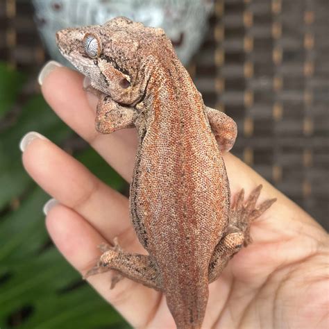 Gargoyle Geckos For Sale